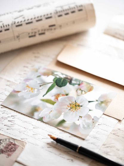 Postkarte Apfelblüte