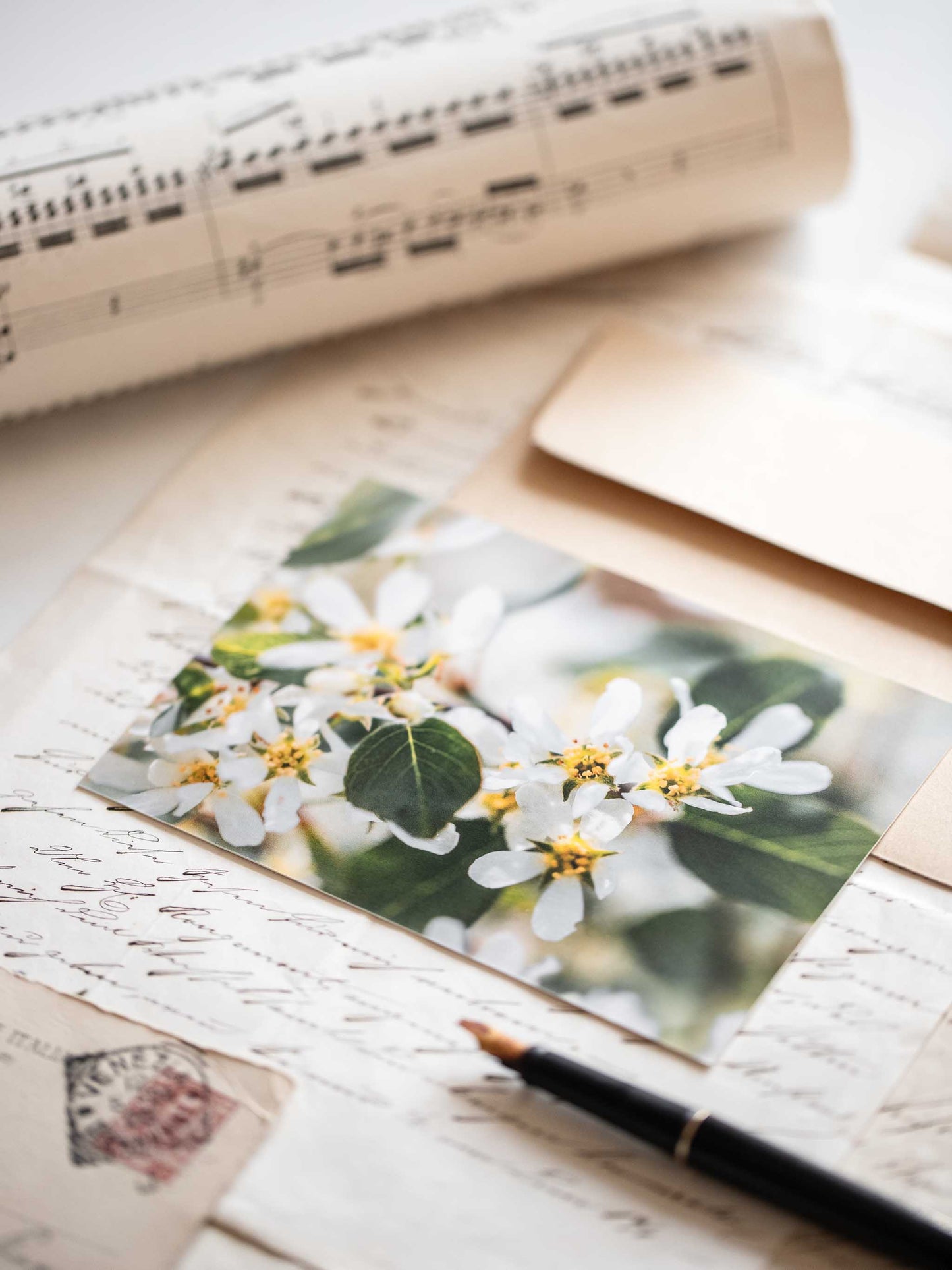 Postkarte Felsenbirne