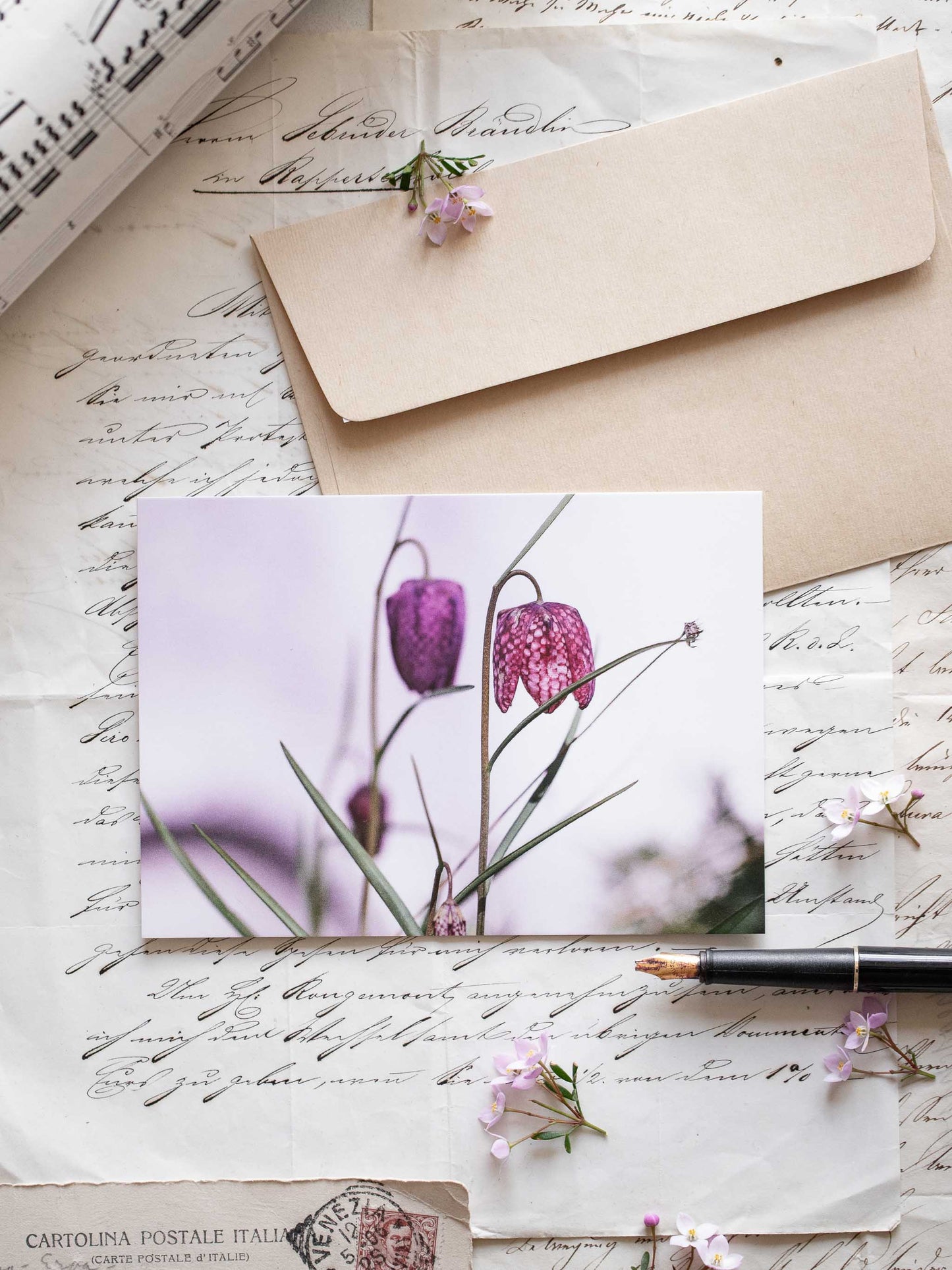 Postkarte Schachrettblume