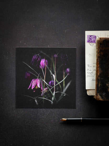 Von edler Art Schachbrettblume
