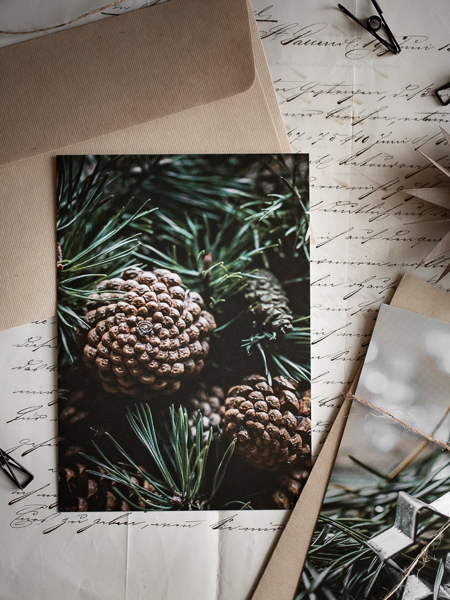 Postkarte Kieferzapfengrün